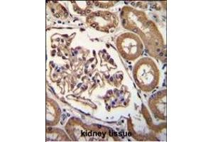 ENPEP Antibody (C-term) (ABIN656026 and ABIN2845400) immunohistochemistry analysis in formalin fixed and paraffin embedded human kidney tissue followed by peroxidase conjugation of the secondary antibody and DAB staining. (ENPEP Antikörper  (C-Term))