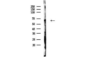Western blot analysis of lysates from PC12 cells, using Phospho-BACE1 (Thr252) Antibody at 1/1000 dilution.