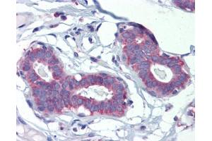 Immunohistochemistry (IHC) image for anti-Polymerase (DNA-Directed), delta Interacting Protein 3 (POLDIP3) (C-Term) antibody (ABIN310103) (POLDIP3 Antikörper  (C-Term))