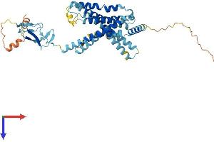 CRHR2 Protein (AA 1-411) (His tag)