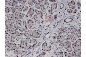 Image no. 1 for anti-Polyamine Modulated Factor 1 Binding Protein 1 (PMFBP1) (AA 99-198) antibody (ABIN599596) (PMFBP1 Antikörper  (AA 99-198))