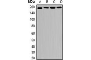 Western blot analysis of MRP1 expression in HT29 (A), SKOV3 (B), mouse spleen (C), mouse lung (D) whole cell lysates. (MRP1 Antikörper)