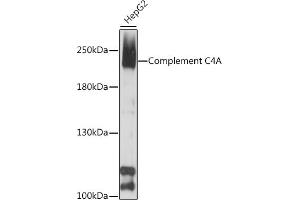 Western blot analysis of extracts of HepG2 cells, using Complement C4A antibody (ABIN7266482) at 1:1000 dilution. (C4A Antikörper  (AA 1200-1446))