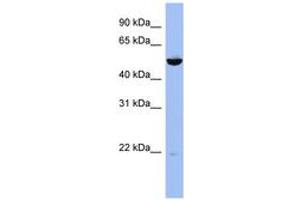 Image no. 1 for anti-Mitogen-Activated Protein Kinase Kinase 7 (MAP2K7) (AA 287-336) antibody (ABIN6743510) (MAP2K7 Antikörper  (AA 287-336))