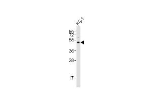 Anti-HTR1F Antibody (Center) at 1:4000 dilution + KG-1 whole cell lysates Lysates/proteins at 20 μg per lane.