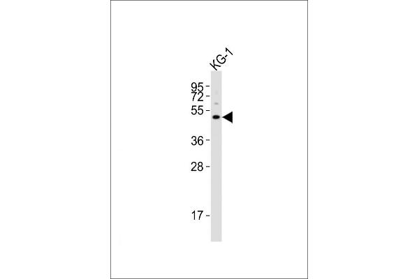 HTR1F antibody  (AA 213-248)