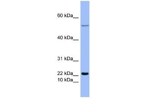 WB Suggested Anti-GCG Antibody Titration:  0. (Glucagon Antikörper  (Middle Region))