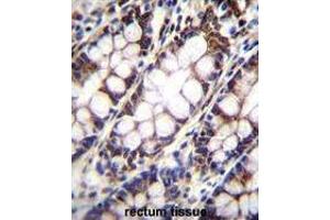 UQCRFS1 Antibody (C-term) immunohistochemistry analysis in formalin fixed and paraffin embedded human rectum tissue followed by peroxidase conjugation of the secondary antibody and DAB staining. (UQCRFS1 (Complex III Subunit Rieske) (AA 188-217), (C-Term) Antikörper)