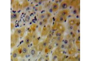 IHC-P analysis of Liver tissue, with DAB staining. (PHLDA2 Antikörper  (AA 1-152))