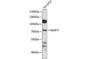 Western blot analysis of extracts of SH-SY5Y cells, using NUR77 antibody (ABIN6132394, ABIN6144824, ABIN6144827 and ABIN6214004) at 1:1000 dilution. (NR4A1 Antikörper  (AA 1-170))