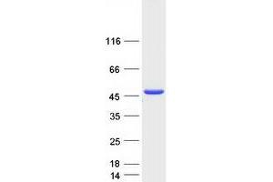 Validation with Western Blot (SERPINB4 Protein (Myc-DYKDDDDK Tag))