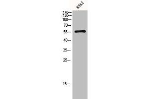 Western Blot analysis of K562 cells using Glut1 Polyclonal Antibody (GLUT1 Antikörper  (C-Term))