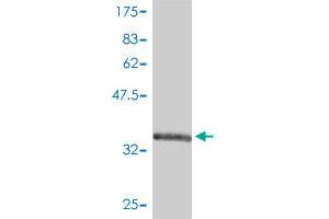 Western Blotting (WB) image for anti-Fatty Acid Binding Protein 3, Muscle and Heart (FABP3) (AA 1-133) antibody (ABIN560837)