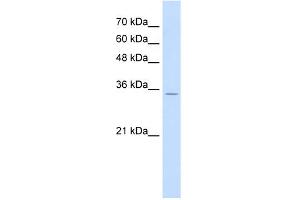 WB Suggested Anti-RNF39 Antibody Titration:  0.