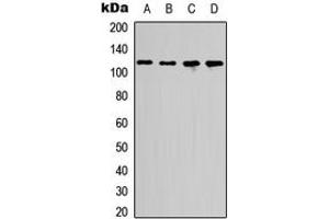 Western blot analysis of p107 expression in HEK293T (A), COLO205 (B), Raw264. (p107 Antikörper  (Center))
