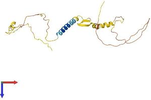 CALY Protein (AA 1-217) (His tag)