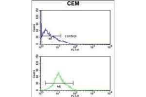 KCNJ11 Antibody (N-term) (ABIN653157 and ABIN2842725) flow cytometry analysis of CEM cells (bottom histogram) compared to a negative control cell (top histogram). (KCNJ11 Antikörper  (N-Term))
