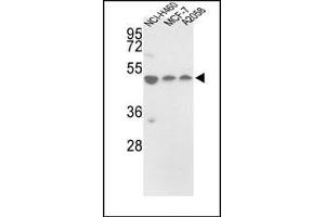 Western blot analysis of PDIA6 Antibody (Center) in NCI-H460, MCF-7, A2058 cell line lysates (35ug/lane). (PDIA6 Antikörper  (Middle Region))