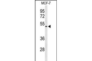 Western blot analysis of FLVC2 Antibody (C-term) (ABIN653633 and ABIN2842983) in MCF-7 cell line lysates (35 μg/lane). (FLVCR2 Antikörper  (C-Term))