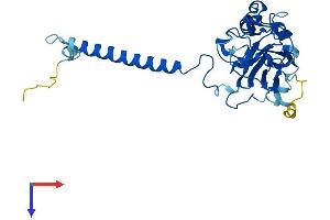 ATP1B1 Protein (AA 1-303) (His tag)