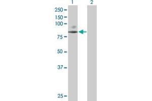 Western Blot analysis of SCNN1G expression in transfected 293T cell line by SCNN1G MaxPab polyclonal antibody. (SCNN1G Antikörper  (AA 1-649))