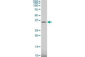 TAZ monoclonal antibody (M14), clone 2B3. (TAZ Antikörper  (AA 1-262))