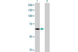 Western Blot analysis of C3orf17 expression in transfected 293T cell line by C3orf17 MaxPab polyclonal antibody. (C3orf17 Antikörper  (AA 1-567))