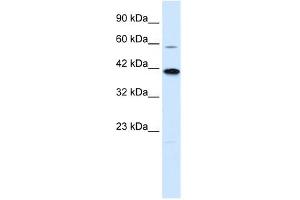 KCNK13 antibody used at 0.