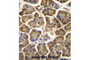 CCDC90B Antibody (Center) immunohistochemistry analysis in formalin fixed and paraffin embedded human pancreas tissue followed by peroxidase conjugation of the secondary antibody and DAB staining. (CCDC90B Antikörper  (Middle Region))