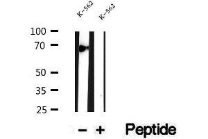 Western blot analysis of extracts of K-562 cells, using ATP6V1A antibody. (ATP6V1A Antikörper  (C-Term))