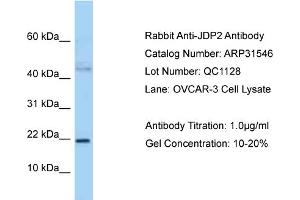 WB Suggested Anti-JDP2 Antibody   Titration: 1. (JDP2 Antikörper  (N-Term))