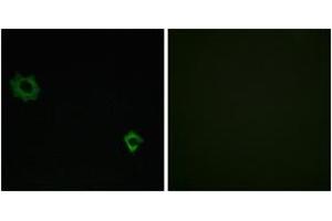 Immunofluorescence analysis of HuvEc cells, using RPL34 Antibody. (RPL34 Antikörper  (AA 41-90))