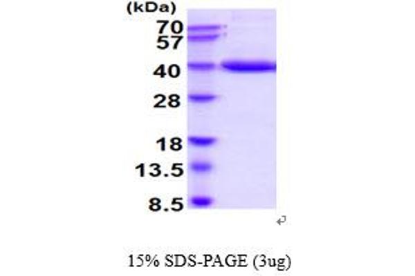 PGC Protein (AA 17-388) (His tag)