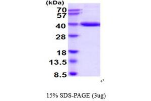 SDS-PAGE (SDS) image for Pepsinogen C (PGC) (AA 17-388) protein (His tag) (ABIN5778777)