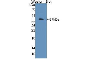 Figure. (PSG2 Antikörper  (AA 35-335))