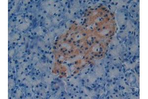 DAB staining on IHC-P; Samples: Mouse Pancreas Tissue (PAI1 Antikörper  (AA 141-389))