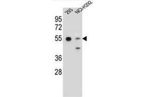 Western Blotting (WB) image for anti-GNAS Complex Locus (GNAS) (AA 286-315), (C-Term) antibody (ABIN952563)