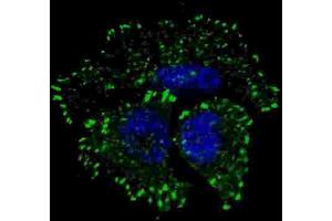 Immunofluorescence (IF) image for anti-Receptor tyrosine-protein kinase erbB-2 (ErbB2/Her2) (pTyr1127) antibody (ABIN3001985)