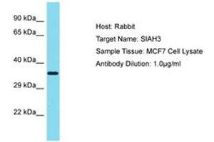 Image no. 1 for anti-Siah E3 Ubiquitin Protein Ligase Family Member 3 (SIAH3) (AA 151-200) antibody (ABIN6750786) (SIAH3 Antikörper  (AA 151-200))