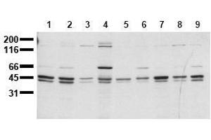 Western Blotting (WB) image for anti-SHC (Src Homology 2 Domain Containing) Transforming Protein 1 (SHC1) (C-Term) antibody (ABIN126887) (SHC1 Antikörper  (C-Term))
