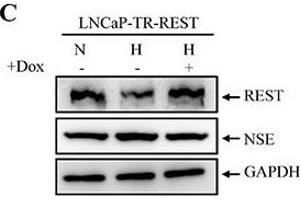 Western Blotting (WB) image for anti-Glyceraldehyde-3-Phosphate Dehydrogenase (GAPDH) antibody (ABIN2857072)