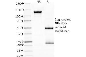 SDS-PAGE Analysis Purified PD1 (CD279) Monoclonal Antibody (NAT105). (PD-1 Antikörper)