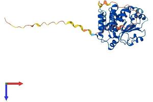 TTPAL Protein (AA 1-343) (His tag)