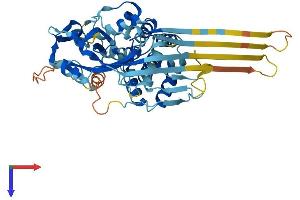 GSDMD Protein (AA 1-484) (His tag)