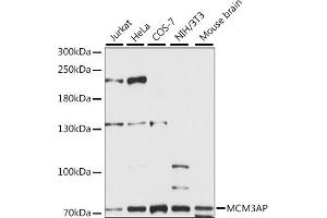 Western blot analysis of extracts of various cell lines, using MCM3AP antibody (ABIN7268541) at 1:1000 dilution. (GANP Antikörper  (AA 250-550))
