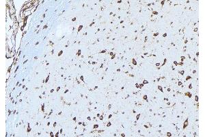 ABIN6277528 at 1/100 staining Mouse brain tissue by IHC-P. (Ephrin A1 Antikörper  (Internal Region))