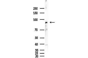 anti-Cullin 1 (CUL1) antibody