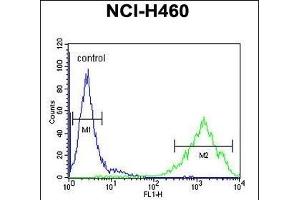OR2Z1 Antibody (N-term) (ABIN655017 and ABIN2844649) flow cytometric analysis of NCI- cells (right histogram) compared to a negative control cell (left histogram). (OR2Z1 Antikörper  (N-Term))