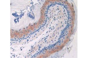 IHC-P analysis of esophagus tissue, with DAB staining. (CFP Antikörper  (AA 54-217))