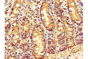 Immunohistochemistry of paraffin-embedded human small intestine tissue using ABIN7165414 at dilution of 1:100 (FAM151B Antikörper  (AA 1-276))